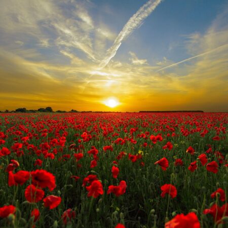 Poppy field remembrance day